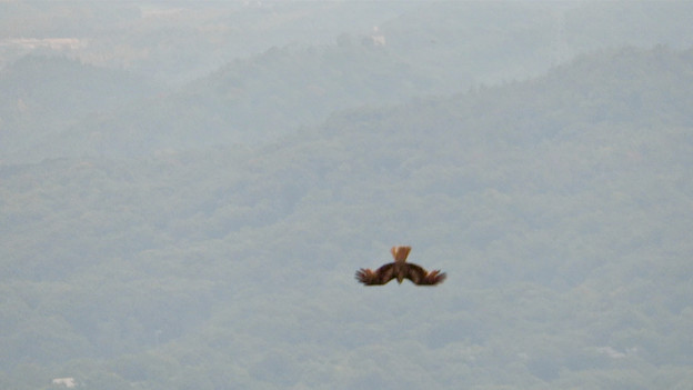 弥勒山山頂から撮影した滑空するトンビ トビ 59 急滑降 写真共有サイト フォト蔵