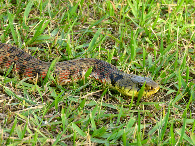 落合公園にいた毒蛇 ヤマカガシ 9 写真共有サイト フォト蔵