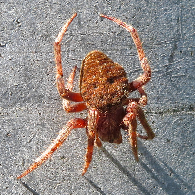 赤茶色の毛深い蜘蛛 コゲチャオニグモ 4 写真共有サイト フォト蔵