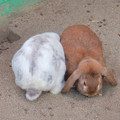 Photos: グリーンピア春日井 動物ふれあい広場の動物 - 2：ホランド・ロップ種のウサギ