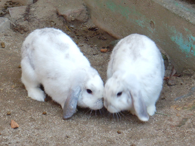 グリーンピア春日井 動物ふれあい広場の動物 - 3：ホランド・ロップ種のウサギ