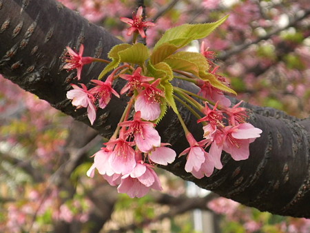 河津桜