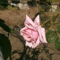 Photos: the Rose