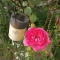 Photos: 薔薇とソーラーライト