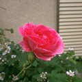 Rose2020_4
