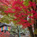 Photos: 京の秋　１