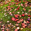 Photos: 秋の落ち葉