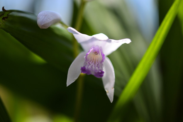 Photos: 白と紫の花
