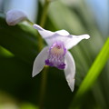 Photos: 白と紫の花