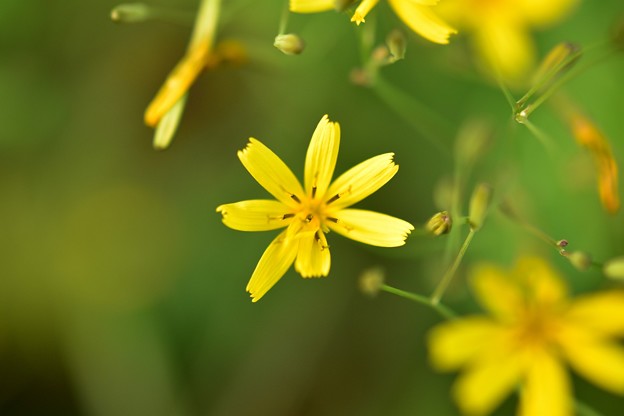 Photos: 黄色の花