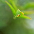 Photos: 葉の裏の蜘蛛