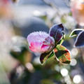 Photos: 花と霜