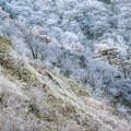Photos: 冬の色