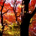 Photos: 紅葉の林