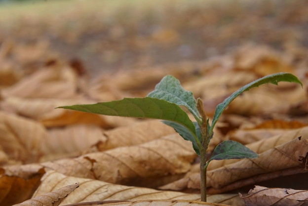 Photos: 落ち葉とビワの幼木