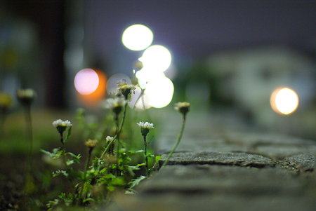 夜の花２