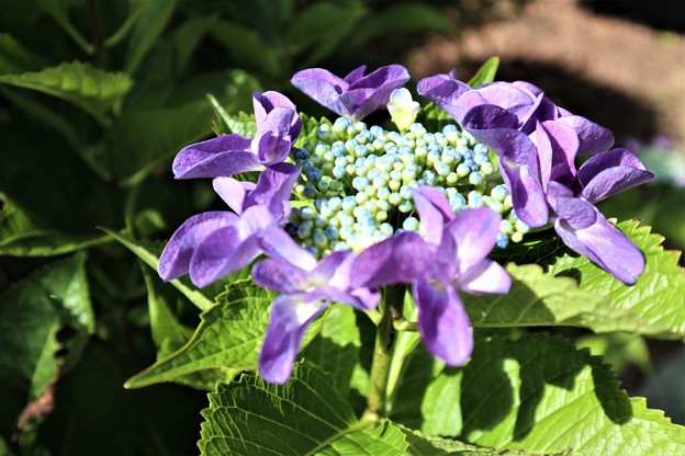 珍しい紫陽花
