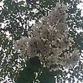 公園で見た白い花（2020.08.09）