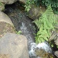 Photos: 烏ヶ森公園の人工滝（8月10日）