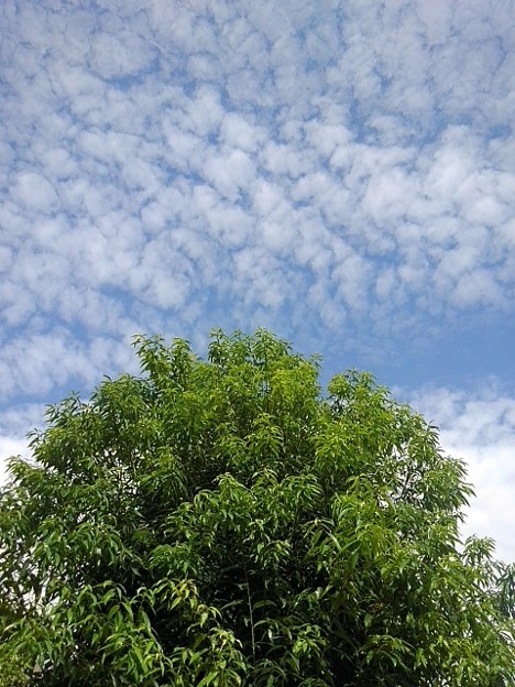 Photos: 鱗雲と緑色の葉の木（10月7日）