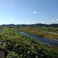 Photos: 青空も綺麗な川（10月21日）