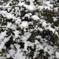 Photos: 雪が積もった植え込み（12月17日）
