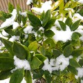 Photos: 雪と緑（12月17日）