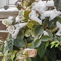 Photos: 小さな葉と雪（12月17日）