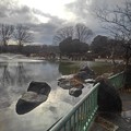 Photos: 映り込みもある那須野が原公園の池（1月16日）