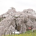 Photos: 三春の滝桜