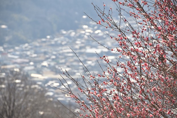 宝登山からの光景と咲き始めの梅