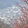 Photos: 宝登山からの光景と咲き始めの梅