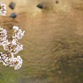 Photos: 咲き始めの松川沿いの桜