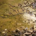 Photos: 咲き始めの松川沿いの桜