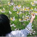 タンポポ桜