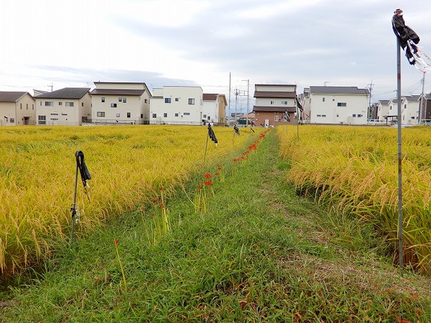 田んぼの彼岸花 04 写真共有サイト フォト蔵