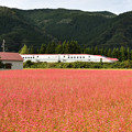 Photos: 赤い新幹線