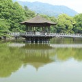 Photos: 第8回2016年5月23日奈良公園