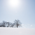 Photos: 冬の陽