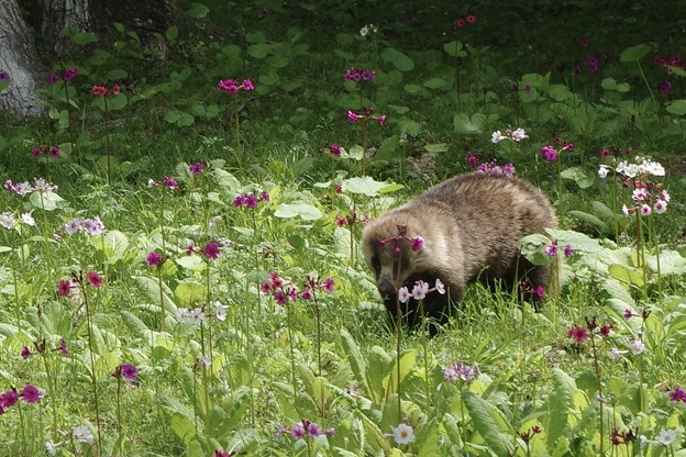 お花畑にムジナ 写真共有サイト フォト蔵