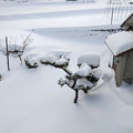 田舎の雪