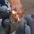 Photos: パン食う鳩