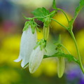 白花ホタルブクロ