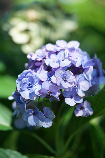 夏に咲く紫陽花