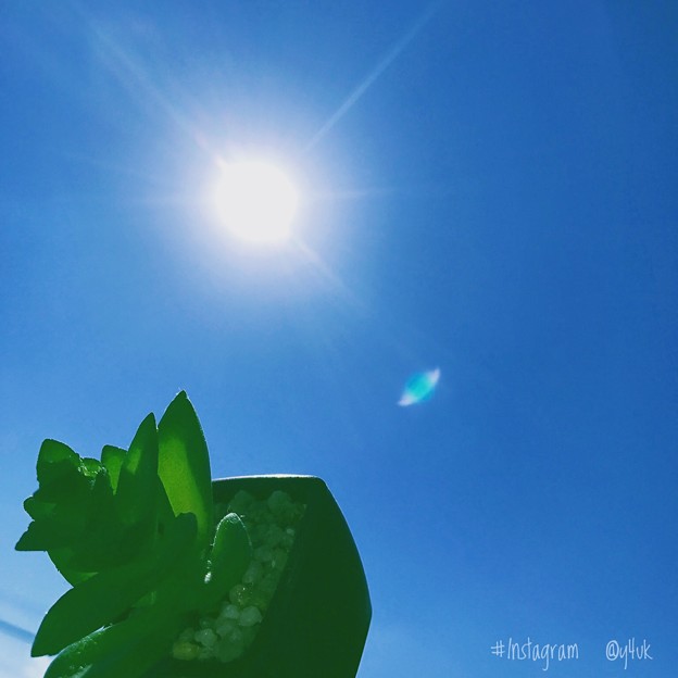 青空太陽に観葉植物を！ ～Instagram
