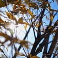leaves of Valentine&#039;s OM-D day, light in the sun～その向こうへ～E-M10markII 25mmF1.8 絞り優先