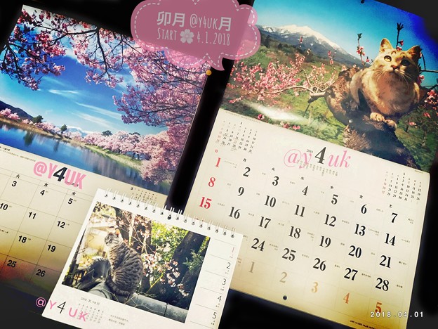Photos: @y4uk月、卯月、Start～桜、青空、にゃんこ 岩合光昭、湖、風景、春＝All Love 4!