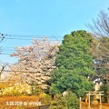 colorful spring 仲良し( ´ ▽ ` )青空、舞う花びら、桜、新緑、鳥居、温かい光の中で