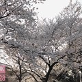 逆光の桜モリモリ美味しい満開♪under the cherry blossom