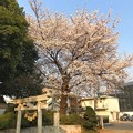 夕陽に照らされる桜満開・新緑・鳥居～sunset cherryblossom on smile people ;)
